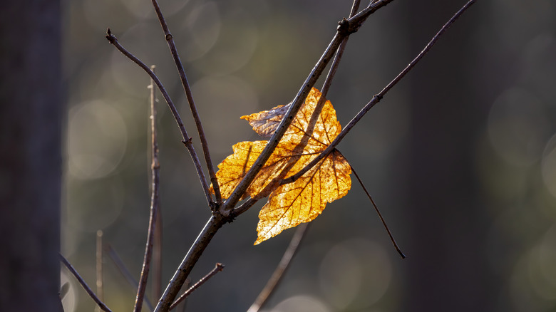 dead maple leaf on a bare tree