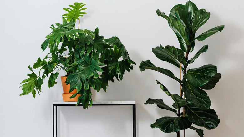 Two plants in pots with one on a black stand.