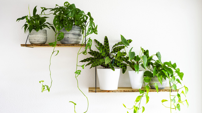 floating shelves with plants