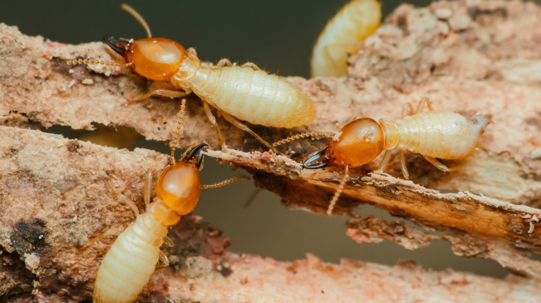 Close-up of termites in wood