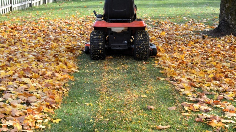 Person riding mulching mower through thick leaf layer to nourish and expose the lawn