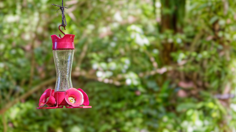Dirty hummingbird feeder hangs among greenery