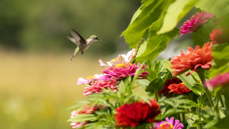 Hummingbird hovers over flowers in pink and orange hues