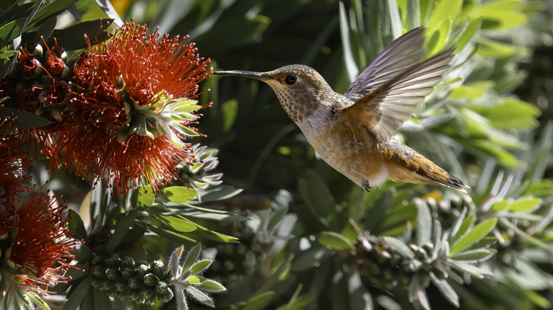 Hummingbird hovers near a bright red flower in a garden