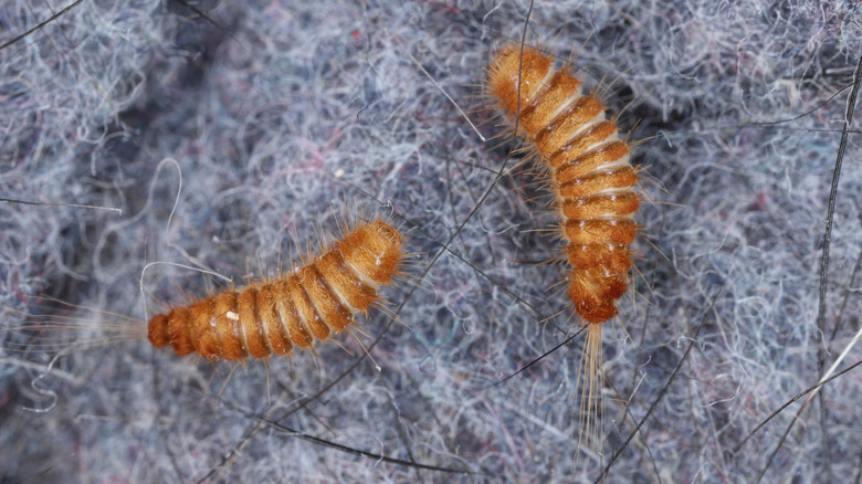 Carpet beetle larvae in fabric