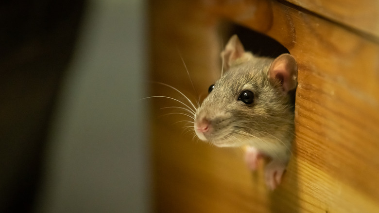 rat popping out of hole