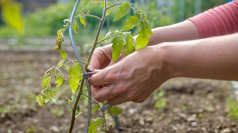 A person tying a tomato plant to a tomato spiral