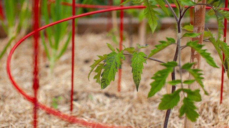 An up-close photo of a small tomato transplant in a tomato cage