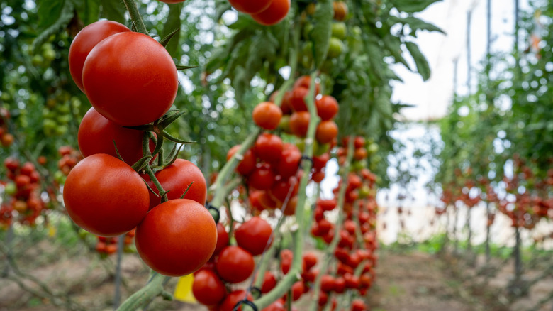 Rows of tomatoes growing in a greenhouse