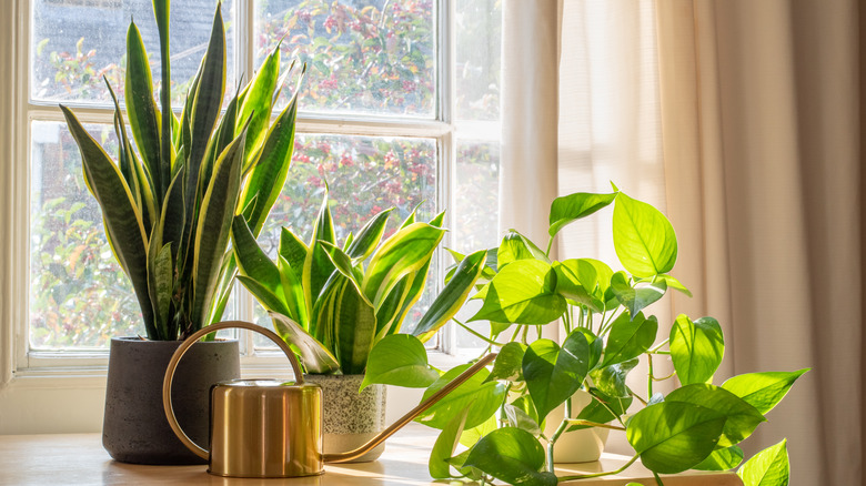 snake plants in window