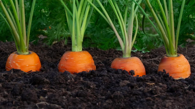 carrots growing in garden