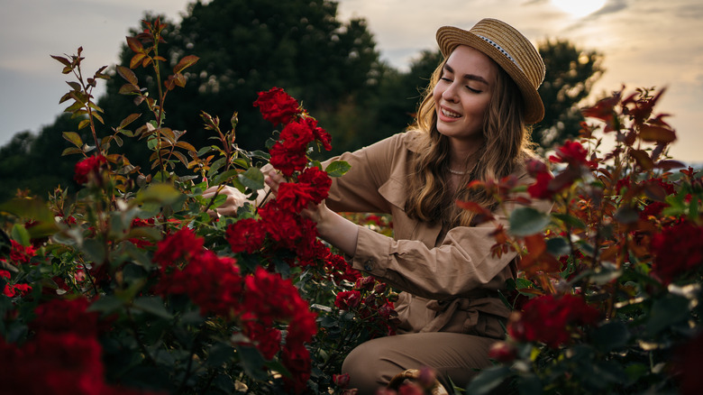 woman tending roses in garden