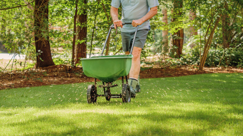 Person using spreader on lawn
