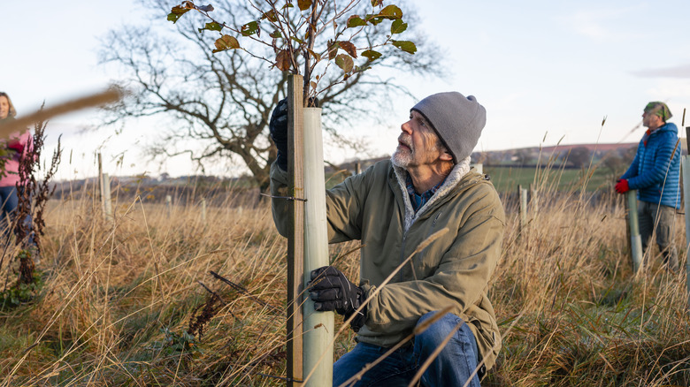 checking a sapling