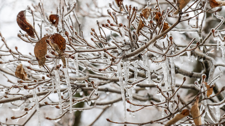 Cherry branches covered in ice during winter.