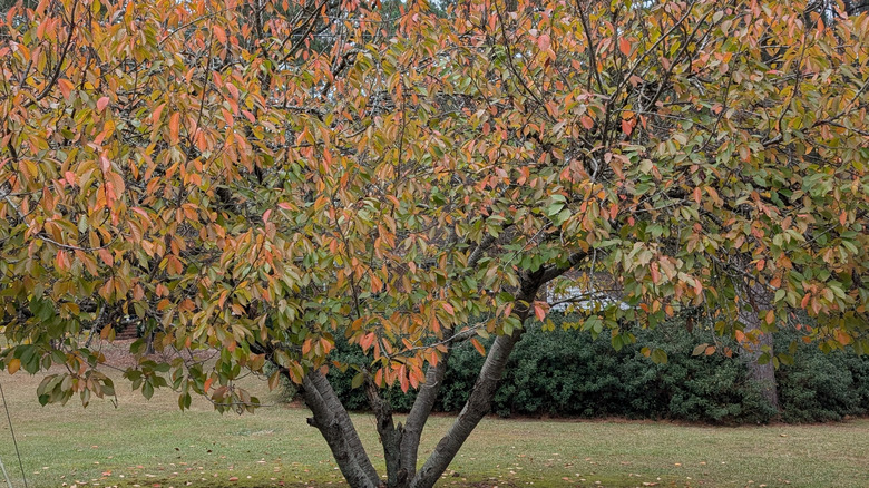 A cherry tree with fall foliage in a backyard.