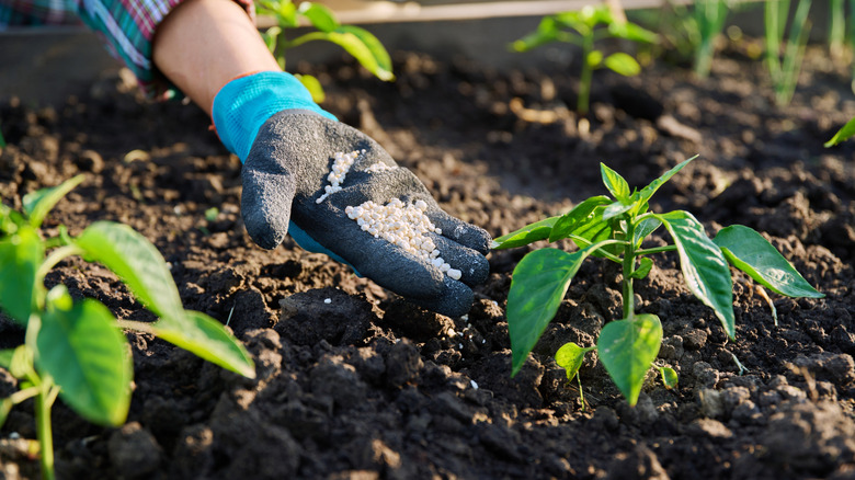 Hands fertilizing seedlings in a garden