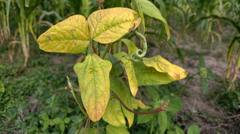 Slightly curled purple-ish yellow leaves of a plant
