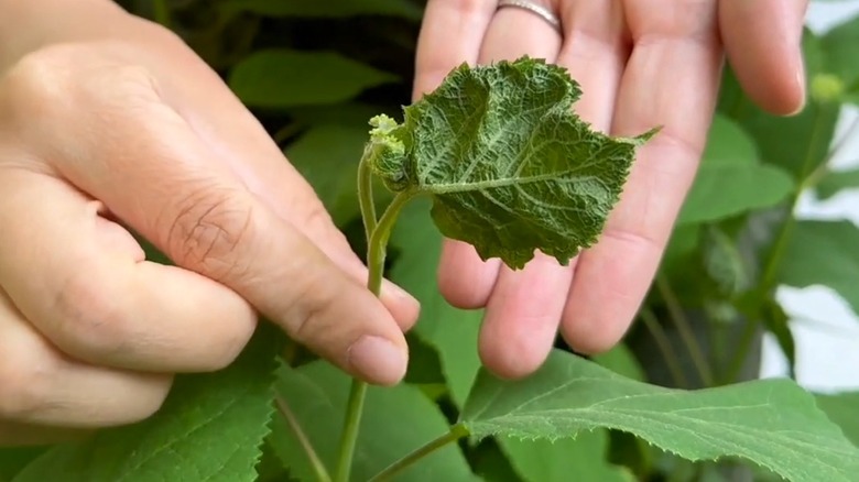 Two leaves of a hydrangea are fused together