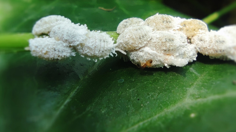 Aphids clustered around the underside of a green leaf