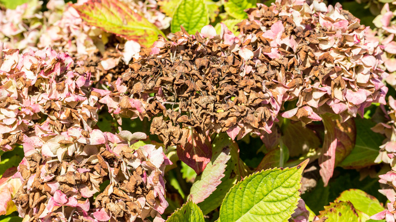 Damaged pink hydrangea flowers in a garden