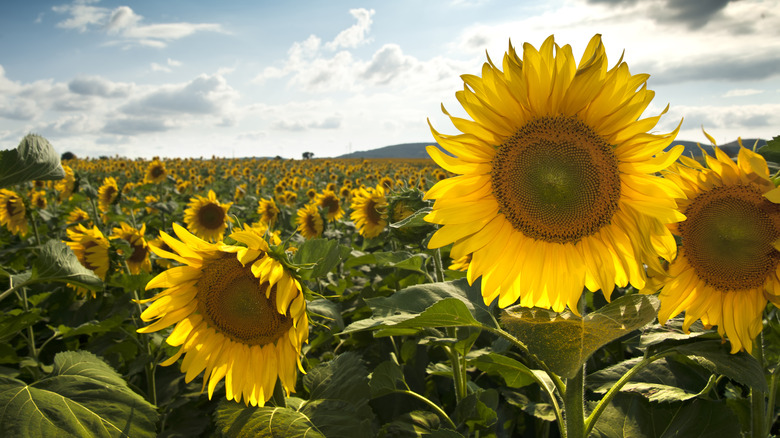 Field of sunflowers