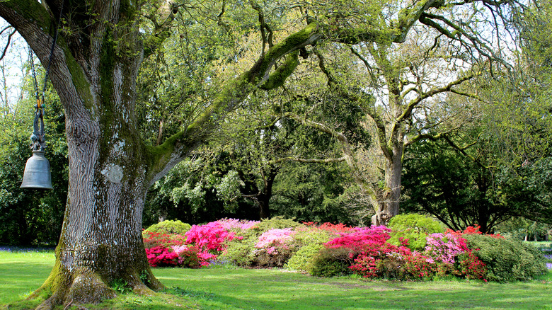 Large oak tree in a garden