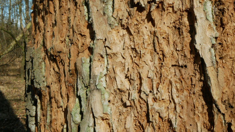 Tree damaged by the Mediterranean oak borer Xyleborus Monographus