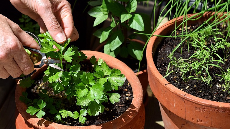 Close-up of a person's hands snipping a piece of parsley from a plant growing in a pot