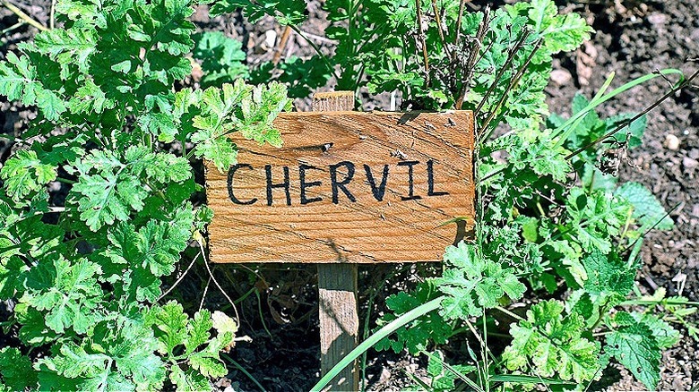 A garden marker reads "CHERVIL" and is staked in the middle of growing chervil herb plants