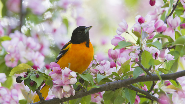 An oriole surrounded by flowers