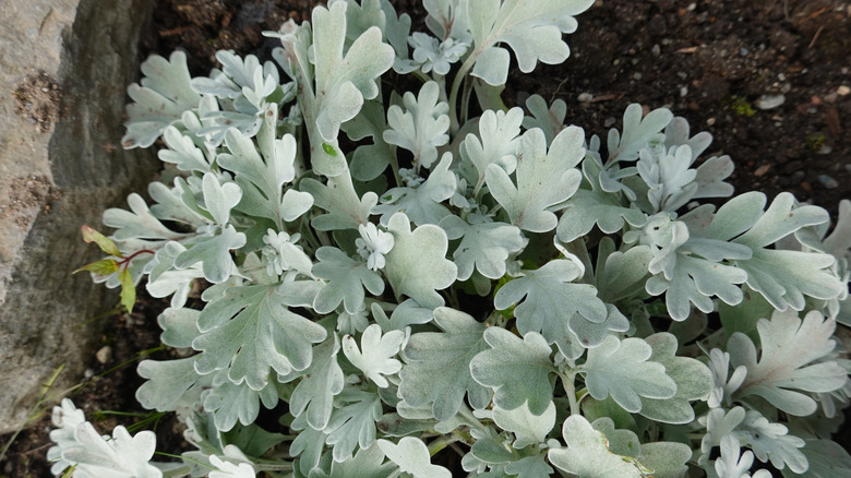 close up of beach wormwood