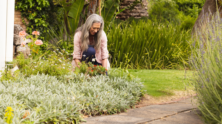 Woman kneeling in garden with silvery plants in foreground