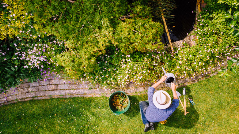 A man caring for ground cover plants with small flowers
