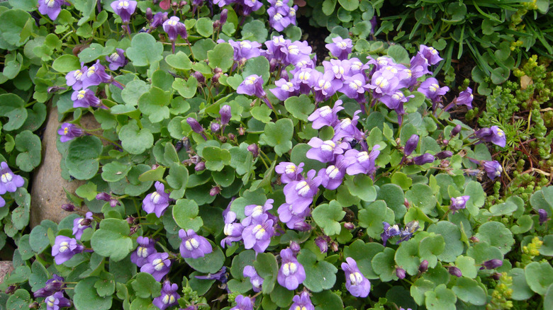 Closeup of Kenilworth ivy with tiny purple blooms covering the ground