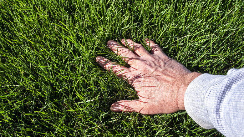 A person feeling lush green grass