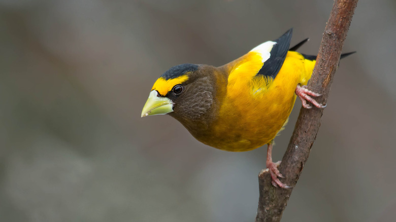 Attract Beautiful Spring Bud-Eating Birds By Planting These Trees