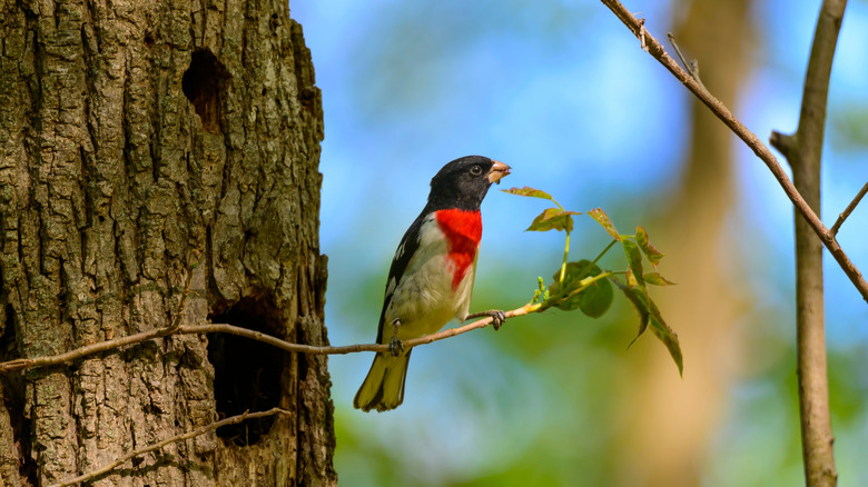 A grosbeak feeds on spring growth on a tree
