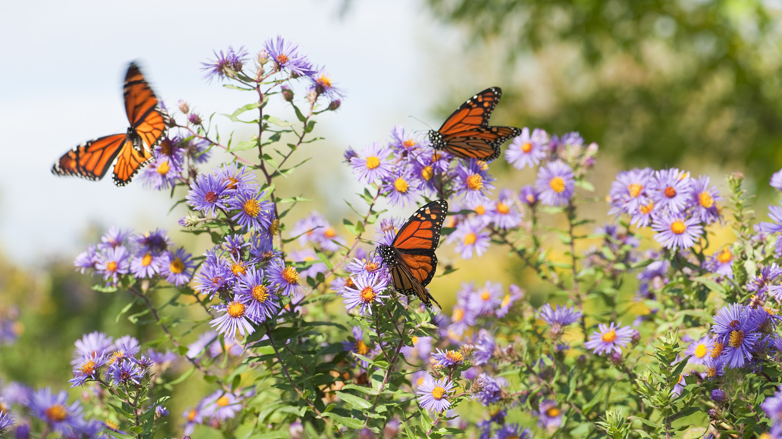 Attract Bees & Butterflies To Your Yard With A Beautiful Amazon ...