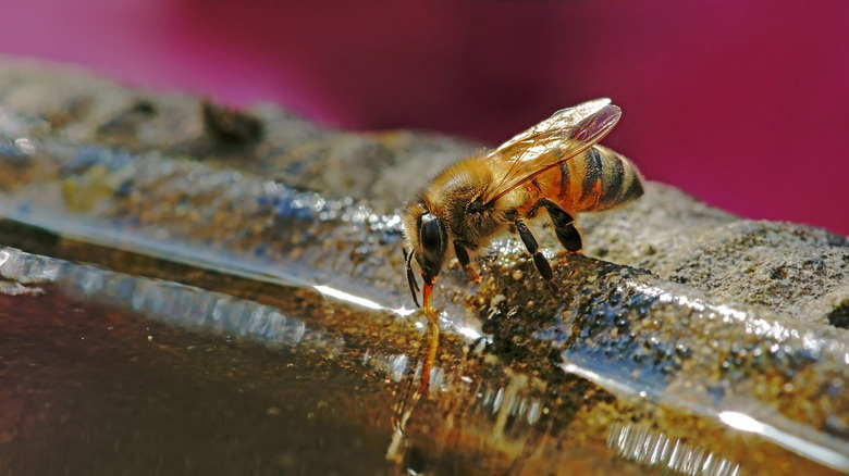 A bee drinks water from a dish with scalloped edges in a garden.