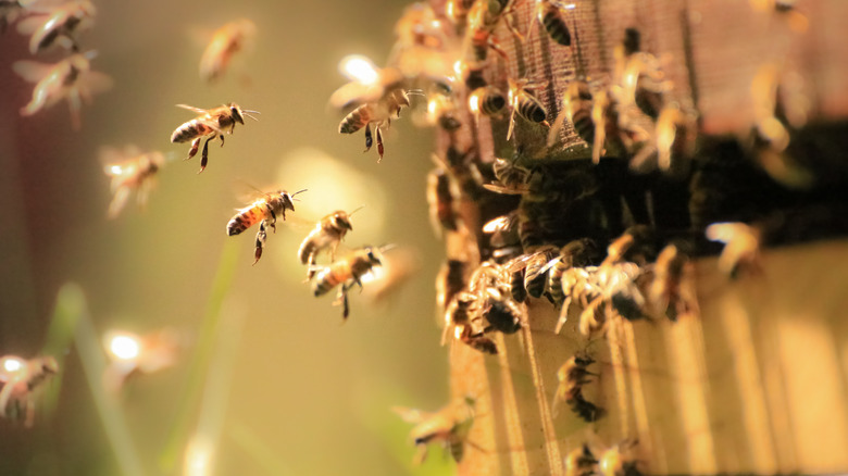 Honey bees entering a human-made hive