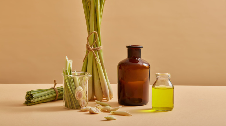 Fresh lemongrass next to bottles of lemongrass oil