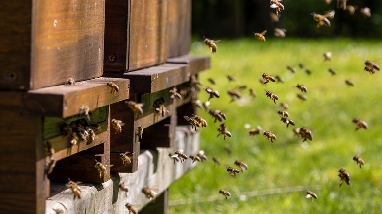 bees returning to their beehives
