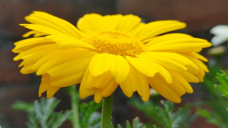 Golden chamomile flower close-up