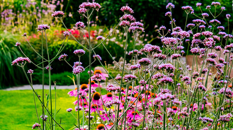 Wildflowers in a garden including the purple prairie verbena