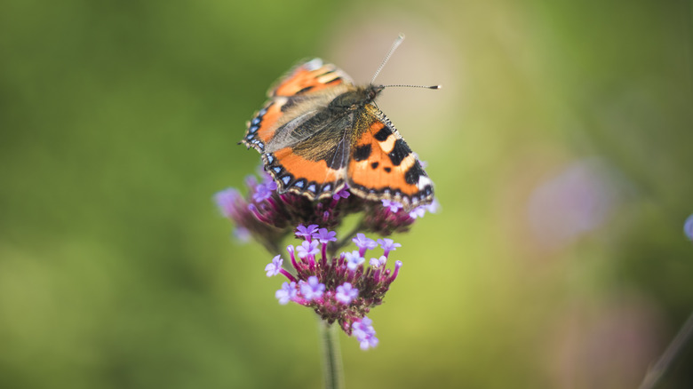 Orange butterfly lands on a purple wildflower