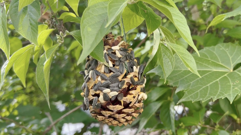 A pinecone with bird seed in a tree.