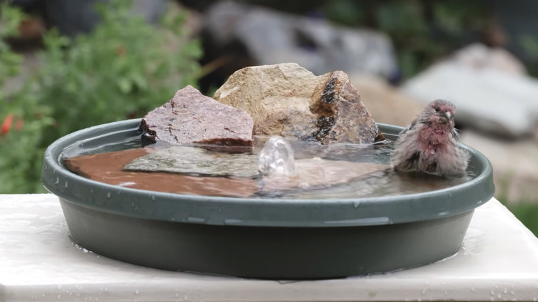 A plastic birdbath with slab stones.