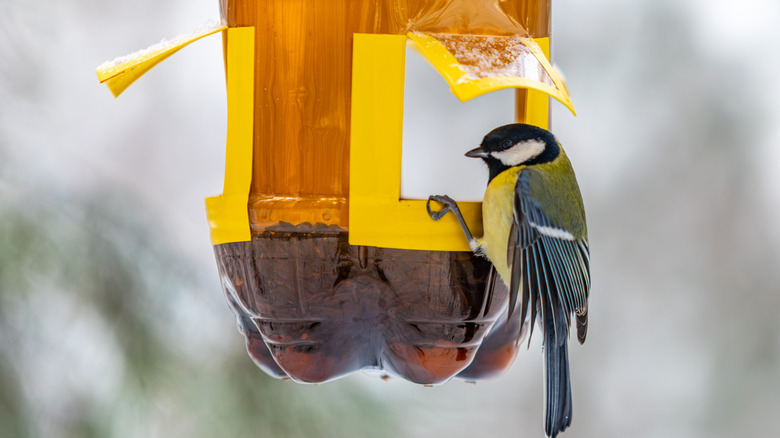 A bird feeder DIY from a plastic bottle.