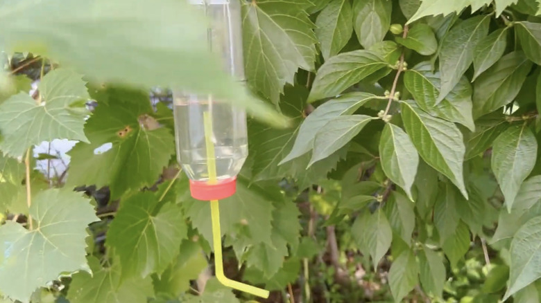 A hummingbird feeder made out of a water bottle.